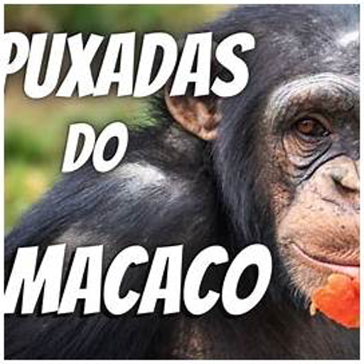 Puxada do Macaco no Jogo do Bicho